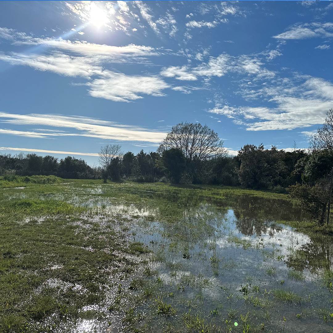 oasi |  pond and wetland